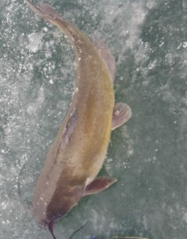 cid_24741035-5af1-40a2-b014-10a3cd20d3e8